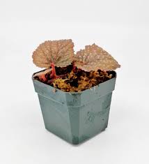 Image result for Begonia subscutata