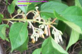Image result for Alangium chinense