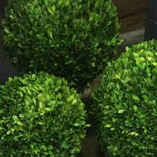 Check spelling or type a new query. Natural Boxwood Balls Preserved Petals Patio Garden Llc