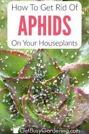 Follow these organic aphid treatment methods to kill aphids on though they will eventually kill a plant, it would take a long time for aphids to kill a large houseplant. 84 Plants Succulents I Have Ideas Succulents Plants Planting Succulents