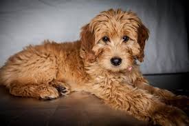 The name goldendoodle was coined in 1992 by combining golden, from golden retriever, and doodle as in labradoodle. Goldendoodle Puppy For Sale In Carbondale Il Usa Adn 47690 On Puppyfinder Com Gender Female Ag Goldendoodle Puppy Goldendoodle Goldendoodle Puppy For Sale