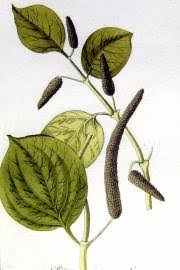 Image result for Piper capense