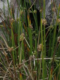 Image result for Cyperus laevigatus