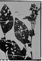 Image result for Justicia diclipteroides