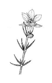 Image result for Caryophyllaceae