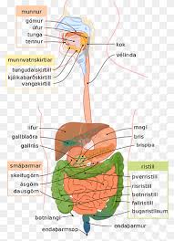Originally known as le proporzioni del corpo umano secondo vitruvio, lit. Human Digestive System Gastrointestinal Tract Digestion Diagram Human Body Gastrointestinal Angle Text Anatomy Png Pngwing