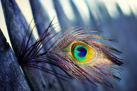 46 Peacock Feathers Wallpaper On Wallpapersafari Download peacock feather images and photos. 46 peacock feathers wallpaper on
