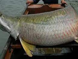 Mimpi mancing dapat ikan besar arti mimpi menangkap ikan besar menurut buku mimpi 2d = 27 ⇔ 08 3d = 155 ⇔ 499 4d = 2837 ⇔ 4299. Arti Mimpi Melihat Ikan Besar Pamarta Nusantara