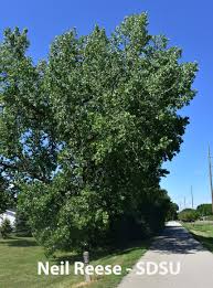 Image result for Salicaceae