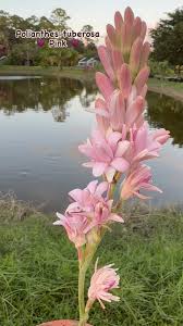 Image result for Polianthes tuberosa