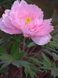 蕾だった牡丹が誘うよ 姫たちもいたよ 前を向いて ひまわり ひまわり 一輪挿し 蕾