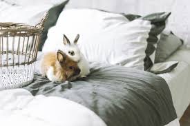 Best bedding types for rabbits. 8 Best Tips For When Your Room Smells From Living With Rabbits Rabbit Hole Hay
