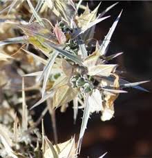 Image result for Barleria rigida