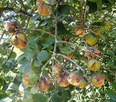 Image result for Diospyros pseudomespilus