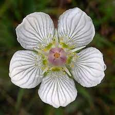 50 Grass Of Parnassus Flower Parnassia Glauca American Fen Etsy In 2021 Unusual Flowers Flower Pictures Flowers