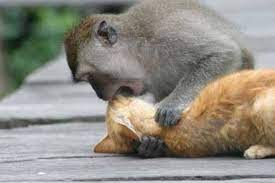 Can You Smell Me Now Cutest Paw Monkey Pictures Monkey Funny Videos Monkeys Funny