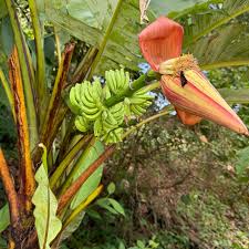 Image result for Musa acuminata