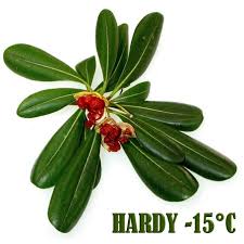 Image result for Aframomum angustifolium