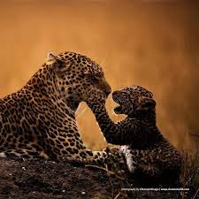 Orwa Adli Kullanicinin Natgeo Wild Panosundaki Pin Leoparlar Kaplanlar Kedi