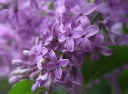 How to access your digital files? Purple Lilac State Symbols Usa