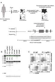 0 ratings0% found this document useful (0 votes). Increased Antitumor Efficacy Of Pd 1 Deficient Melanoma Specific Human Lymphocytes Journal For Immunotherapy Of Cancer