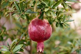 These earrings are large, but lightweight. Granada Tree Fruit Free Photo On Pixabay