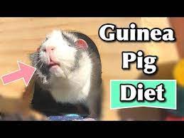 Pin On Guinea Pig Youtube Piggies World