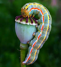 Image result for Cyphostemma omburense