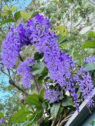 Image result for Petrea volubilis