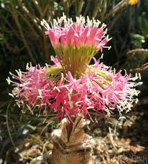 Image result for Boophone disticha