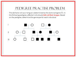 Understanding Pedigrees Ppt Video Online Download