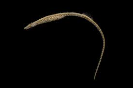 Image result for Cissus humbertii