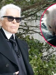 Karl Lagerfeld : que devient Choupette, a-t-elle vraiment hérité de sa  fortune ?