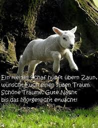 Ein Kleines Schaf Hupft Ubern Zaun Wunscht Dir Einen Sussen Traum Schone Traume Gute Nacht Bis Das Ausgestopftes Tier Schafe Susseste Haustiere