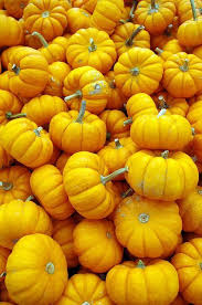 Plenty O Pumpkins Explore 10 13 6 Getty Farbe Gelb Color Yellow Color Yellow De Esta Imagen Que Presentamos En Nuestra C In 2020 Farbe Gelb Gelb Gelbe Tapete