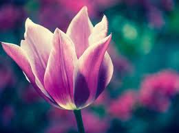 Typische Fruhlingsbluher Pflanzen Schone Blumen Blumensamen