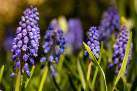 Types of blue flowers and meanings. 20 Types Of Beautiful Blue Flowers With Names Pictures