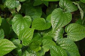 In addition, you also can have various spices to promote oral. Betel Leaves