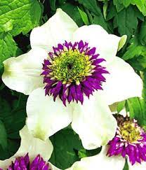 (clematis) cute and compact, clematis boulevard® manon™ is a beauty. Clematis Waldrebe Online Kaufen Bestellen Bei Baldur Garten