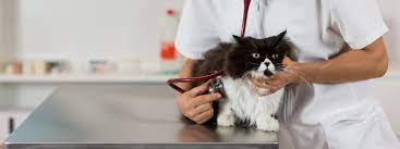 We did not find results for: Top 25 Veterinary Technician Programs Thebestcolleges Org