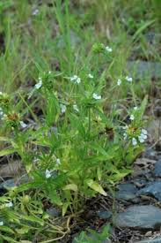 Image result for Leucas