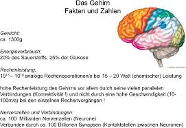 613 likes · 1 talking about this · 46 were here. Gehirn Und Umwelt Funktionale Entwicklung Der Feinstruktur Des Neuronalen Und Synaptischen Netzwerks Gehirn Pdf Free Download