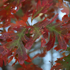 Image result for white oak leaf