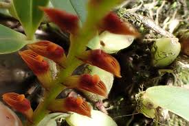 Image result for Bulbophyllum oreonastes