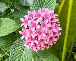 Image result for Pentas lanceolata