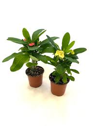 Image result for Euphorbia pfeilii