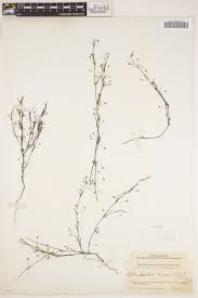 Image result for Oldenlandia herbacea