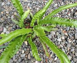 Image result for Asplenium africanum