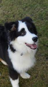 Love The Eye Patch What A Cute Face 3 I Love Dogs Collie Puppies Aussie Dogs