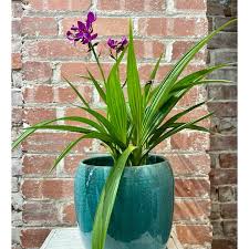 Image result for Eulophia obscura